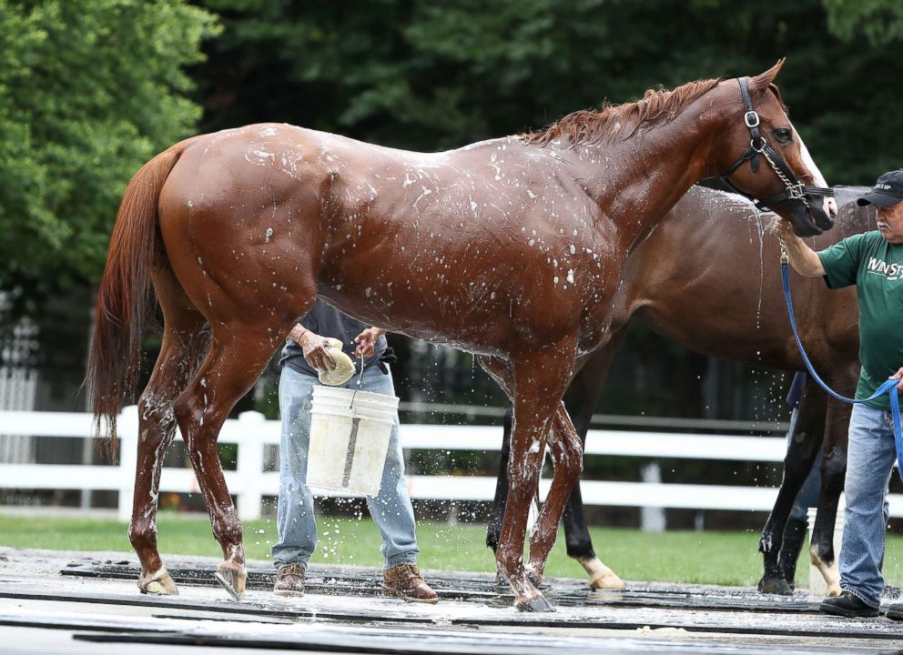 PHOTO: Triple Crown contender Justify is bathed after training, June 7, 2018, ahead of the Belmont Stakes at Belmont Park in Elmont, N.Y.