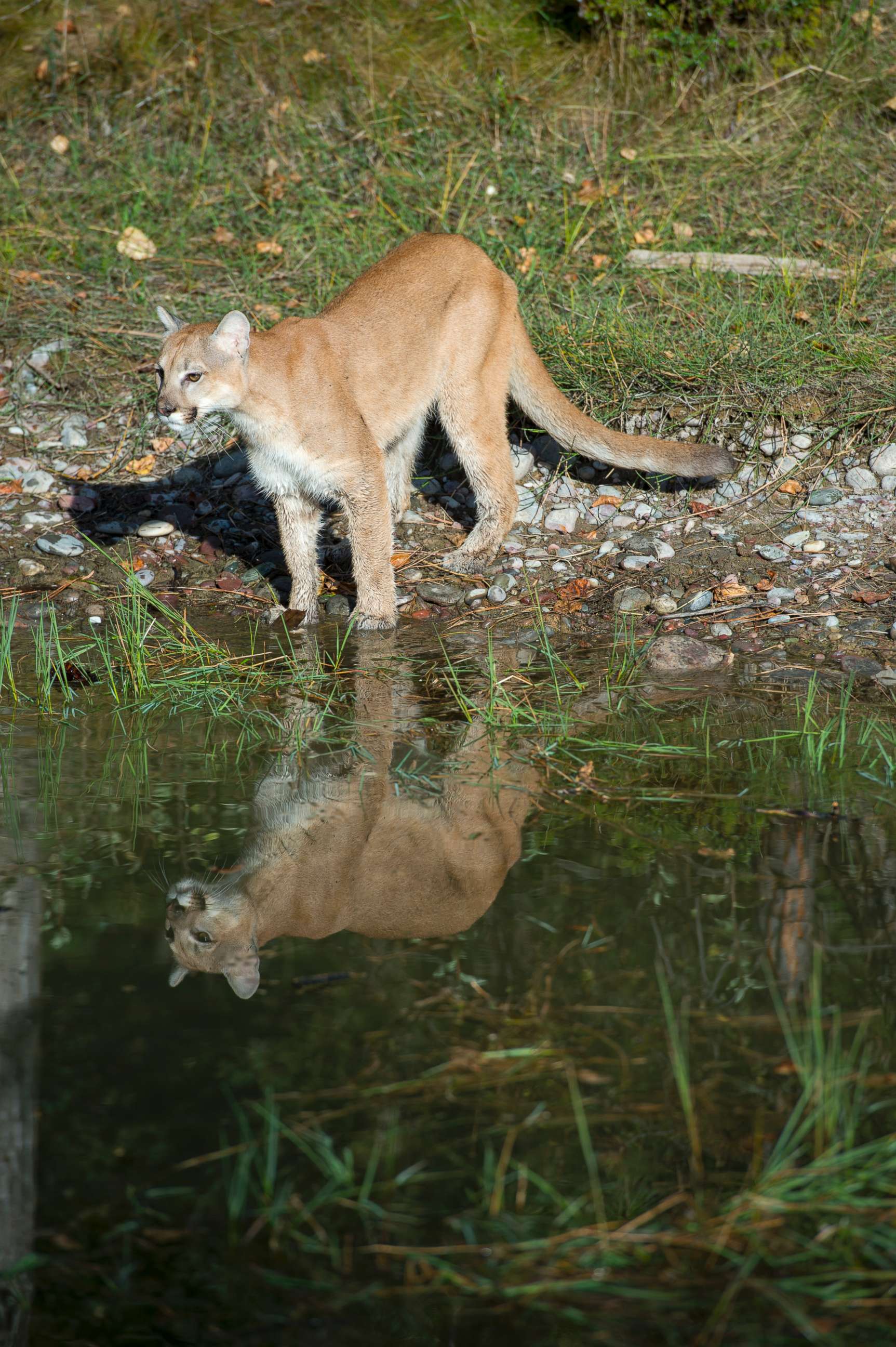 PHOTO: A juvenile captive mountain lion stands next to a pond in Montana, Sept. 17, 2013.