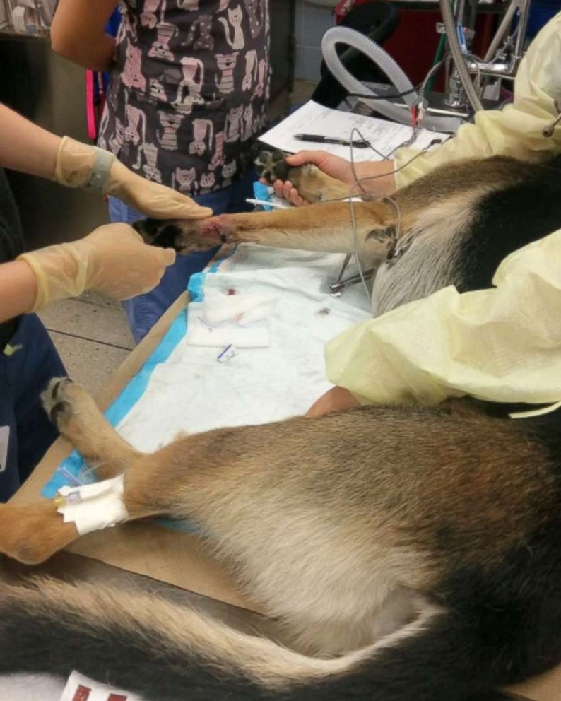 PHOTO: Timoshenko, an NYPD special ops K9, is recovering after he fell from a ceiling during a gun bust.