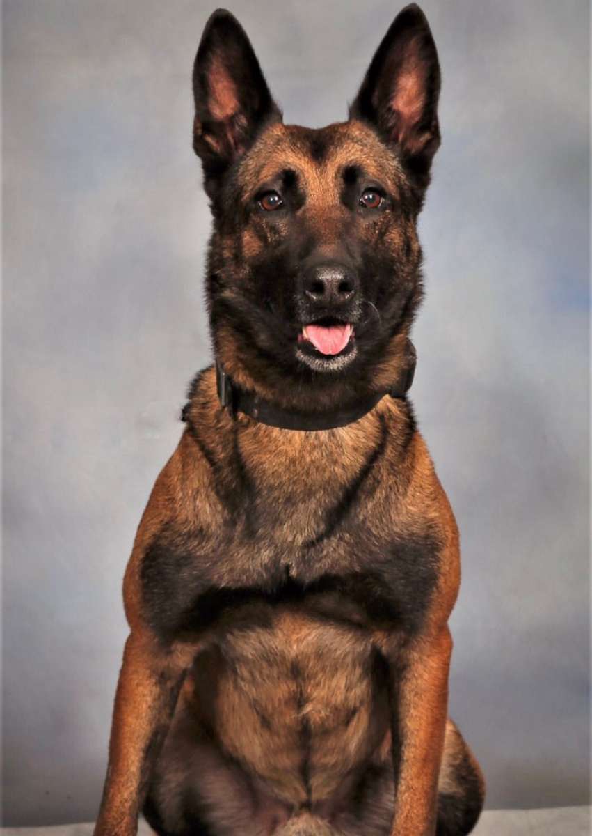 PHOTO: DeKalb County K9 Officer Indi, was shot on duty, Dec. 13, 2018. He is in stable condition. Indi is 7 years old and has 5 years of service.