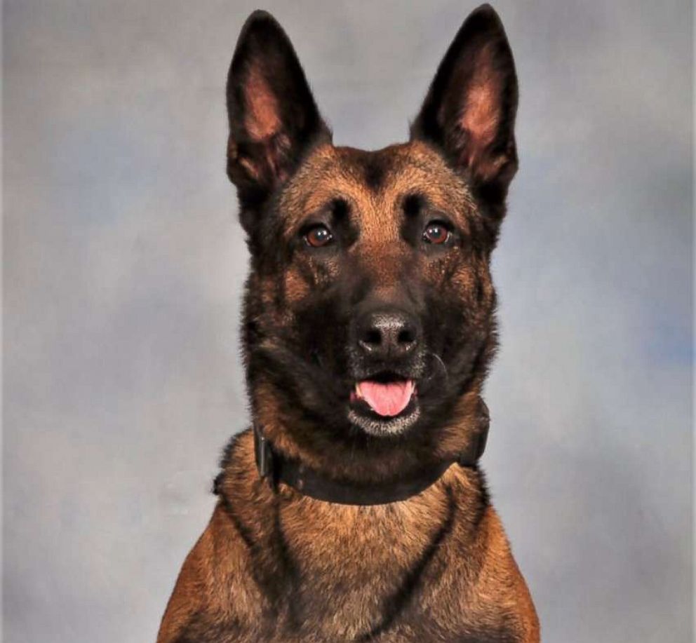   PHOTO: The Dekalb K9 County Indi Officer was shot dead on December 13, 2018. He is in a stable state. Indi is 7 years old and has 5 years of service. 