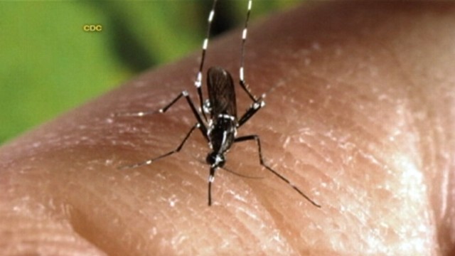 VIDEO: Asian Tiger Mosquitoes Invade Calif.