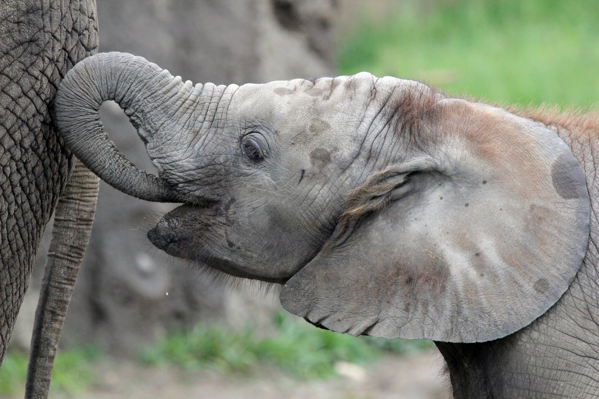 PHOTO: African elephant Kalina is seen in her enclosure at the Indianapolis Zoo.