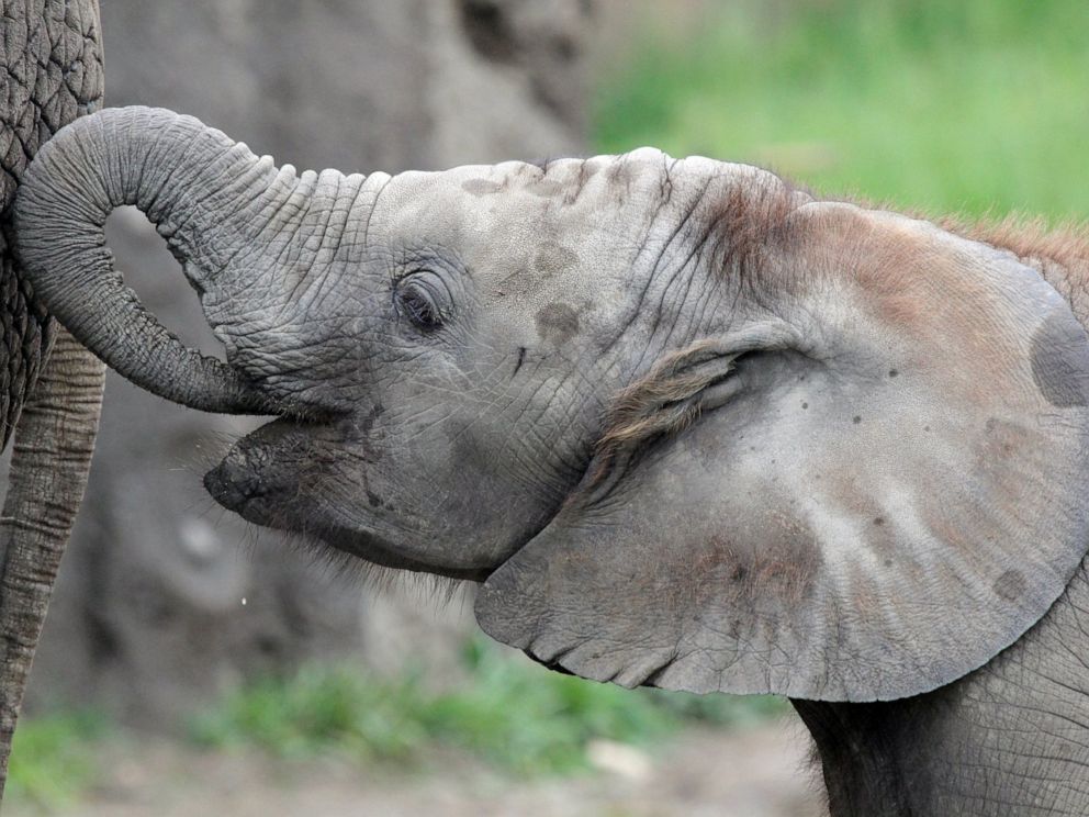 PHOTO: African elephant Kalina is seen in her enclosure at the Indianapolis Zoo.