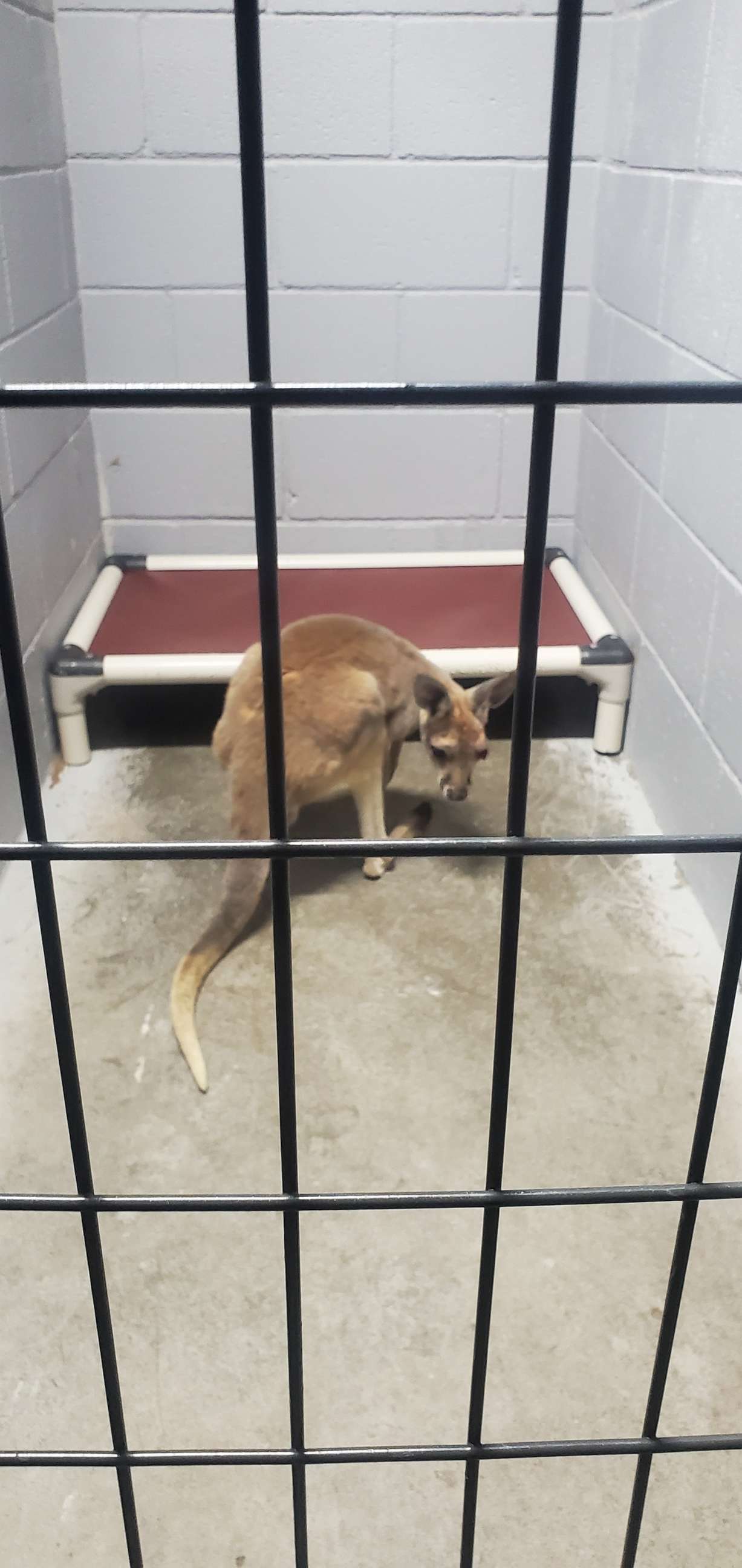 PHOTO: Police and animal control officers in Edwardsville, Kansas, worked together with the Bonner Springs Police Department on Wednesday, June 28, 2023, to rescue an injured kangaroo off the side of a major highway.