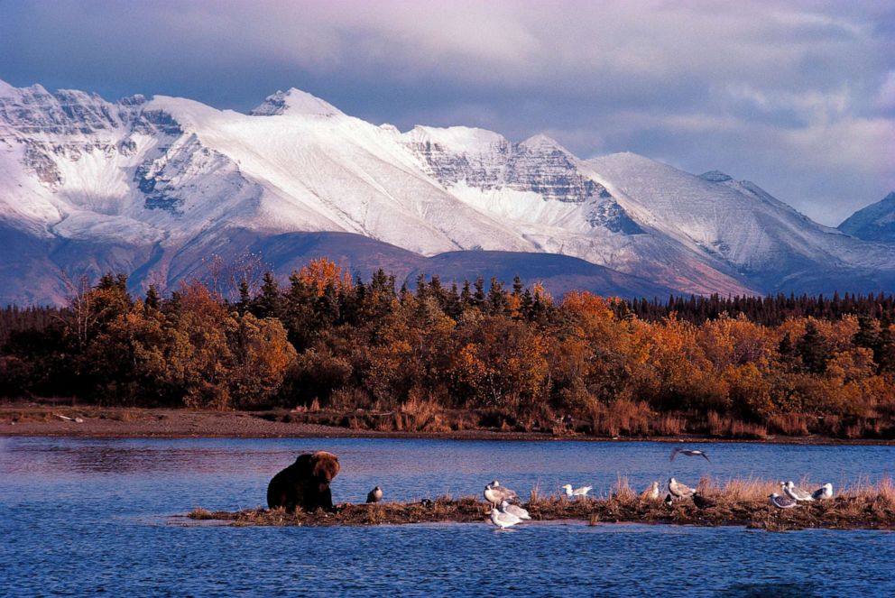 'Fat is fit': Alaska's Katmai National Park gears up for annual Fat ...