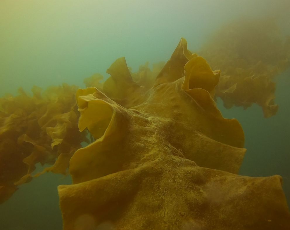 PHOTO: Kelp farming presents a valuable food source and business opportunities for tribes, but also has the ability to pull in and remove billions of tons of carbon dioxide from the atmosphere each year.