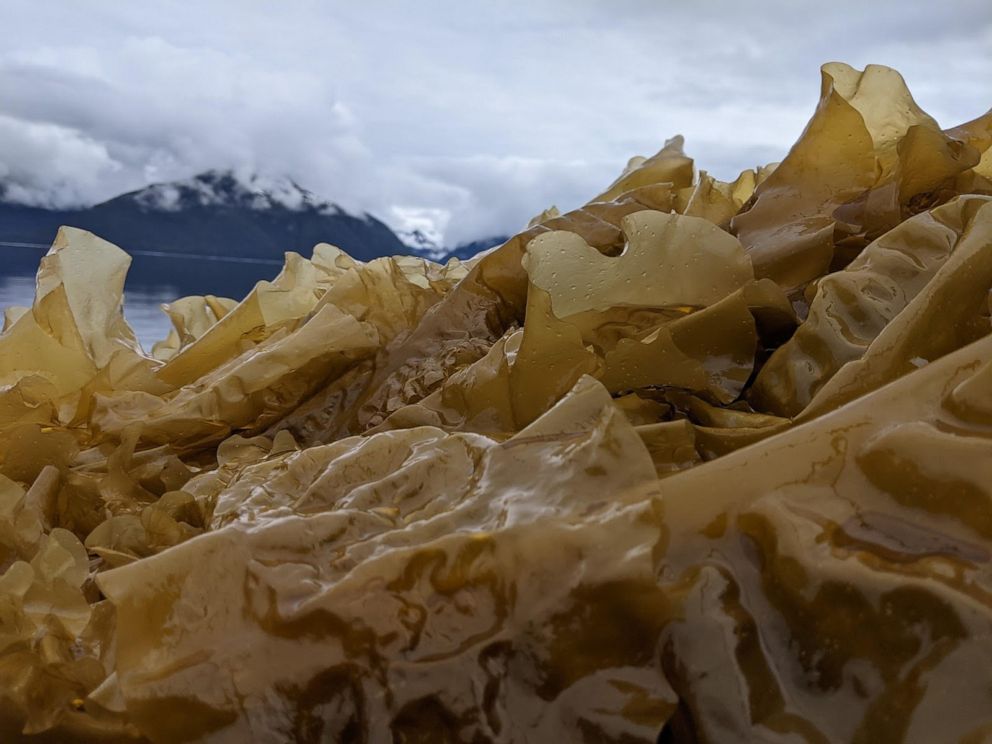PHOTO: Kelp farming presents a valuable food source and business opportunities for tribes, but also has the ability to pull in and remove billions of tons of carbon dioxide from the atmosphere each year.