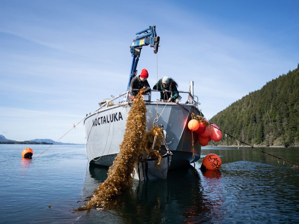 PHOTO: Lankard and his team have cultivated rich kelp mariculture farms, which Lankard calls the "waterkeepers" of the ocean.