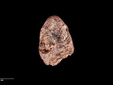 New 270-million-year-old amphibian species could help explain evolution of frogs