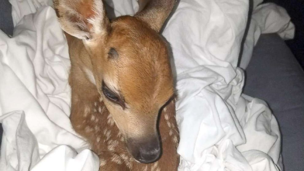 PHOTO: The Monroe County Fire Rescue firefighter Jen Shockley Brack rescued a young spotted fawn while responding to the Big Pine Key brush fire in the Florida Keys.