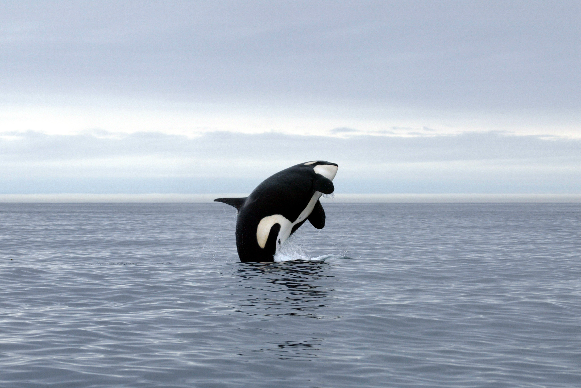 PHOTO: In an undated stock photo, an orca is seen jumping out of the water.