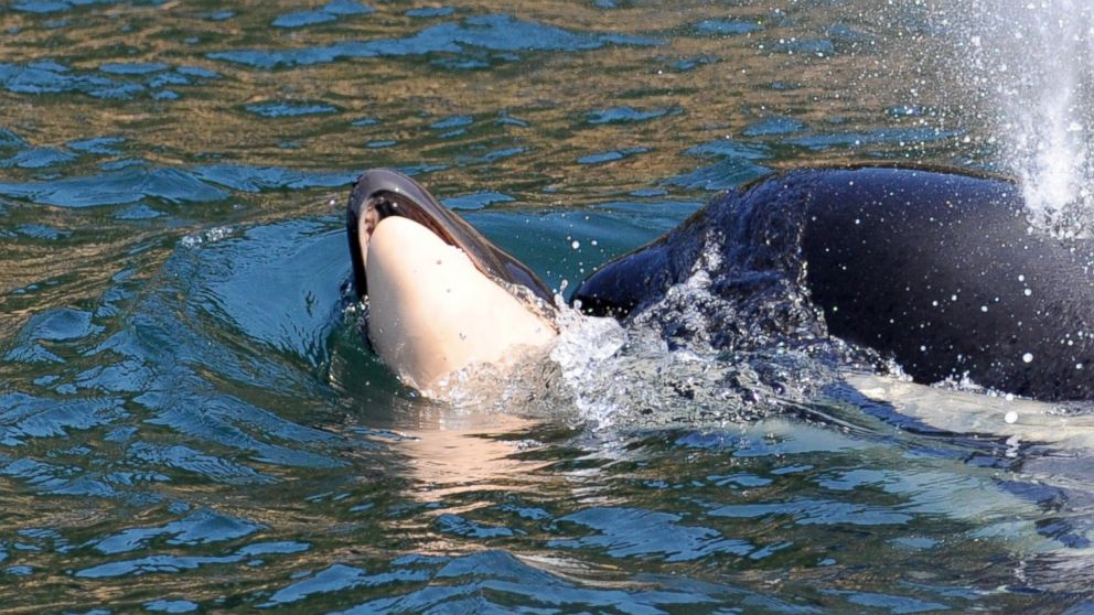 Orca whale that carried her dead calf at least 17 days lets it go