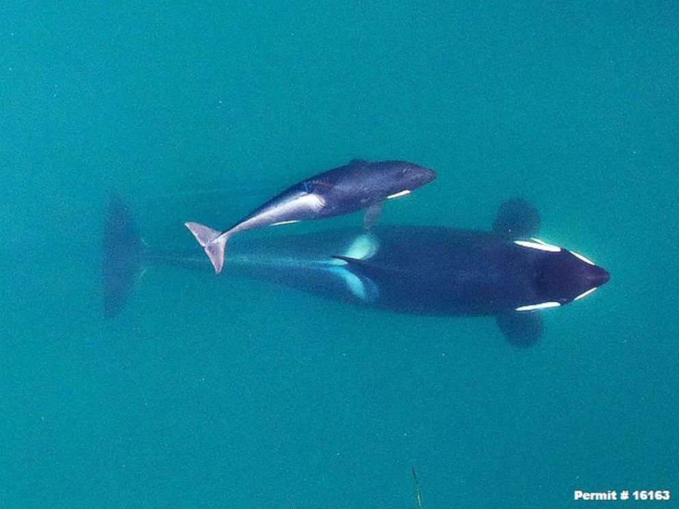 PHOTO: An aerial photograph of adult female Southern Resident killer whale J16 with her calf (J50) in 2015, when the calf was in its first year of life.