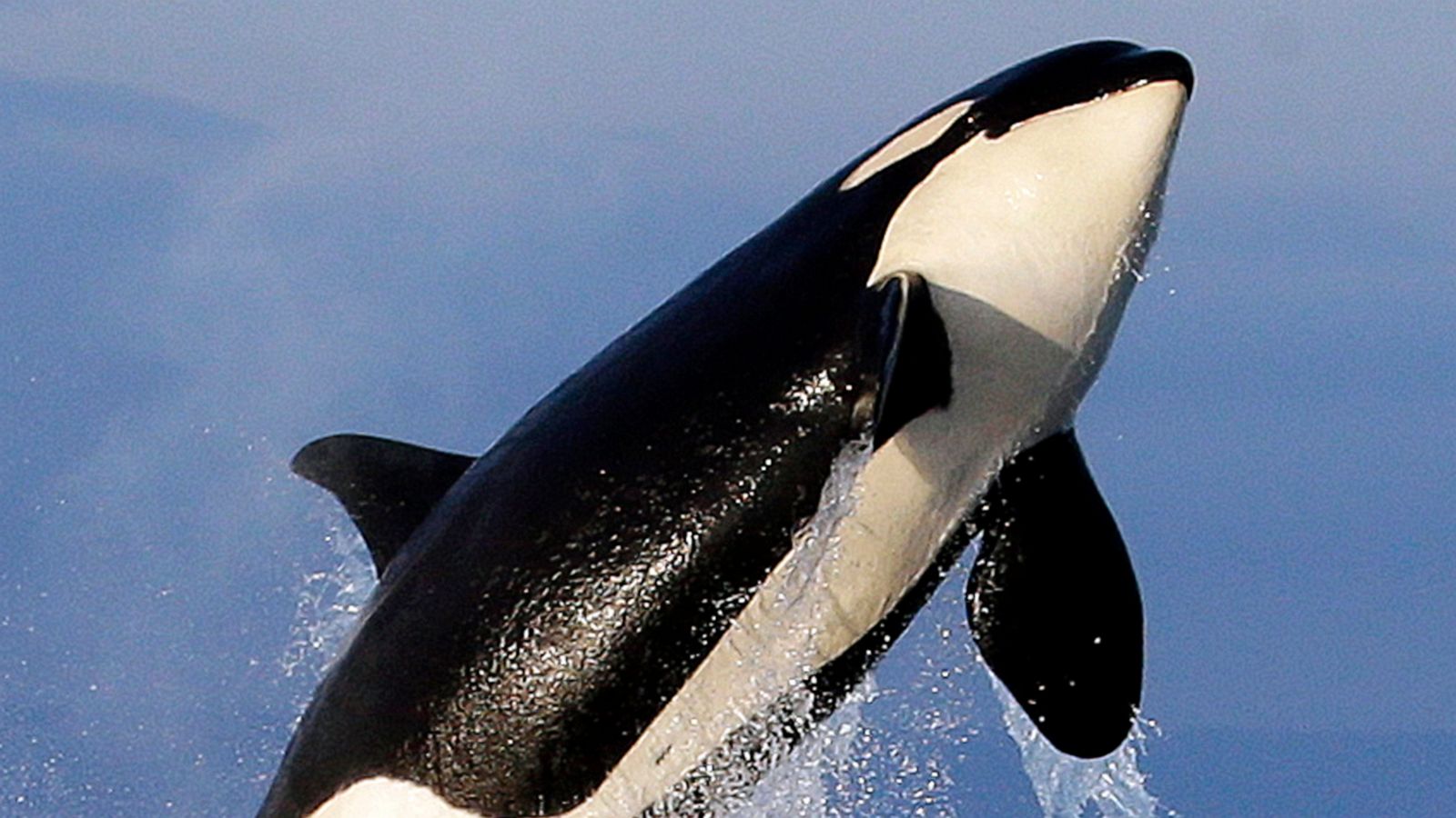 TripAdvisor bans the sale of tickets to SeaWorld