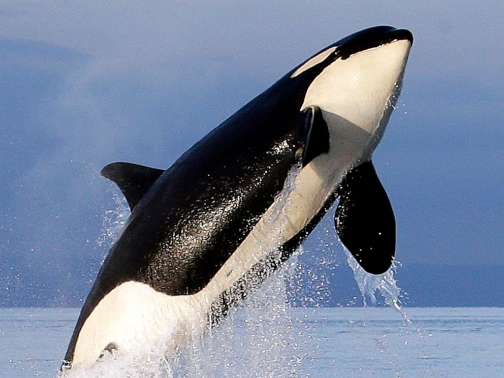 PHOTO: In this Jan. 18, 2014, file photo, an endangered southern resident female orca leaps from the water while breaching in Puget Sound, west of Seattle.