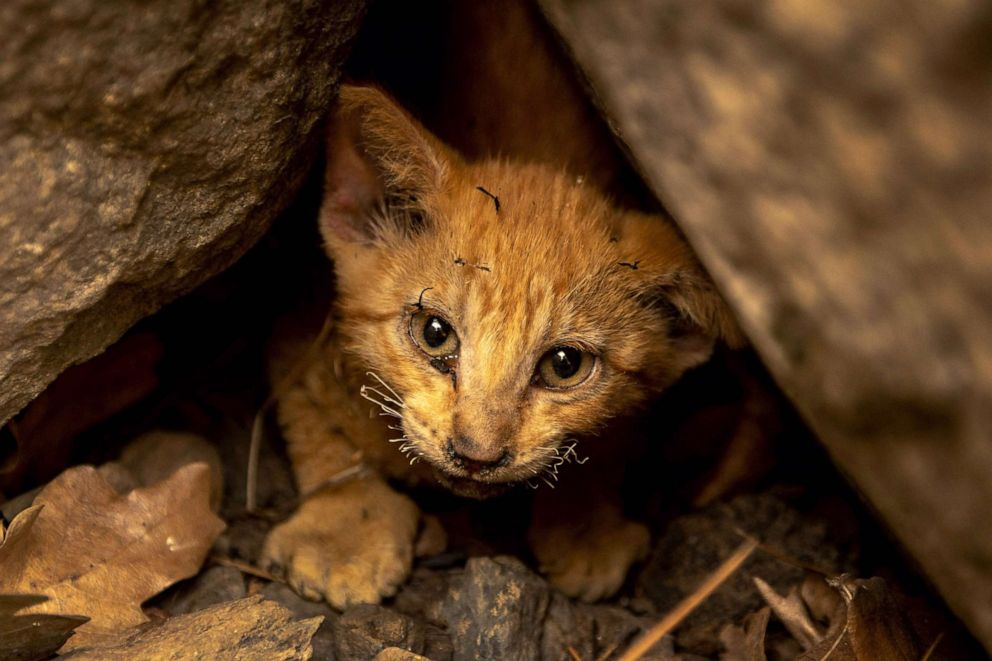 PHOTO: A kitten with singed whiskers that survived the McKinney Fire hides under rocks in the Klamath National Forest northwest of Yreka, Calif., July 31, 2022.