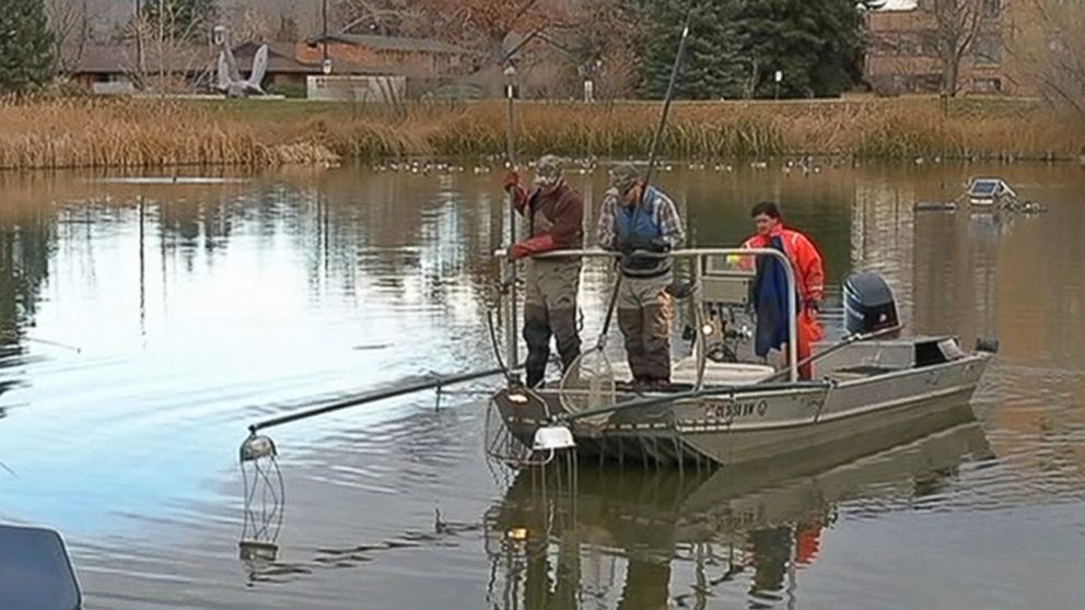 PHOTO: Wildlife officials say an invasive goldfish species that was dumped in Teller Lake #5 in Boulder, Colo. has multiplied and is threatening the lake's natural aquatic ecosystem. 