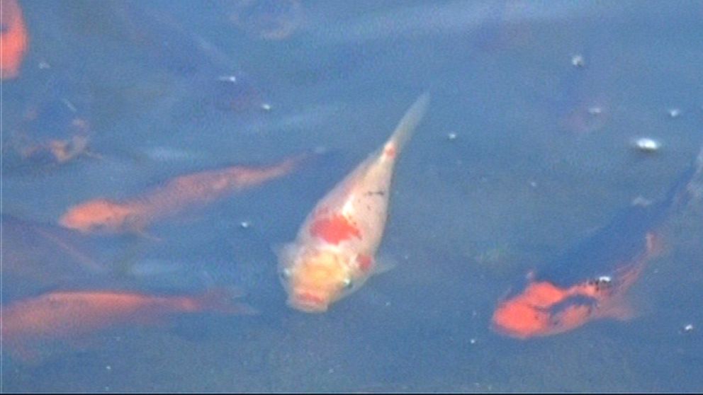 PHOTO: Wildlife officials say an invasive goldfish species that was dumped in Teller Lake #5 in Boulder, Colo. has multiplied and is threatening the lake's natural aquatic ecosystem. 