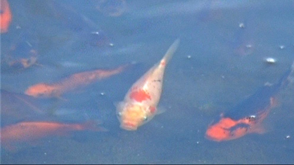 Hundreds of koi scooped from Colorado lake, will be fed to raptors – The  Mercury News