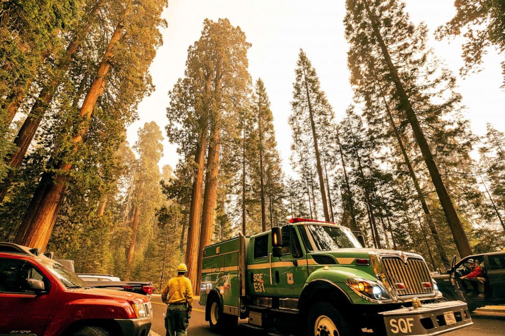 PHOTO: A fire engine drives past sequoia trees in Lost Grove as the KNP Complex Fire burns about 15 miles away, Sept. 17, 2021, in Sequoia National Park, Calif.