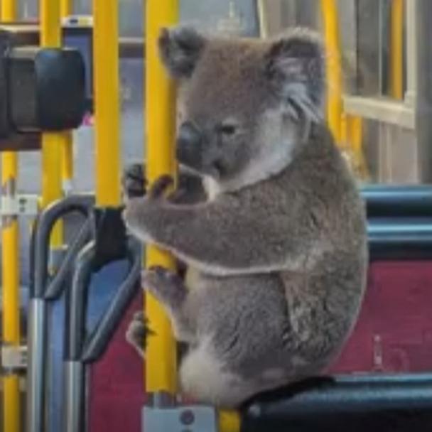 Rescued koala rides the bus to safety - Good Morning America