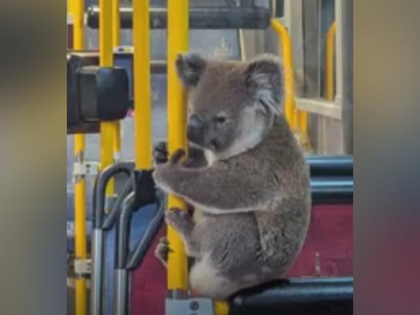 koala-2-ht-er-