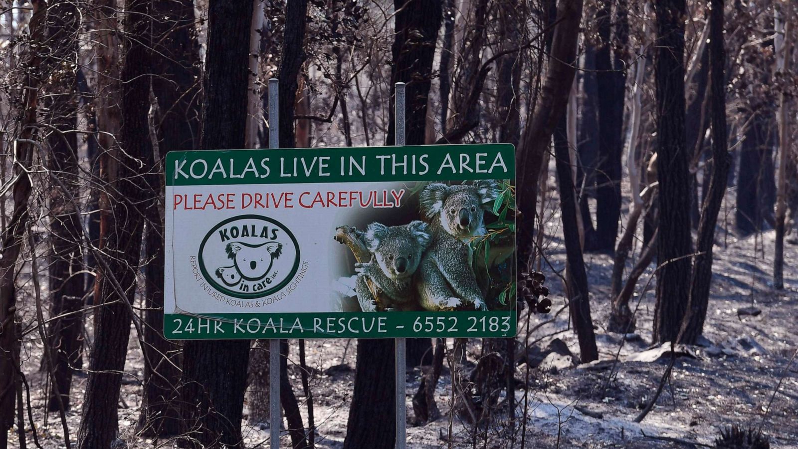 Koala Rescued In Dramatic Viral Video Dies Of Injuries Abc News