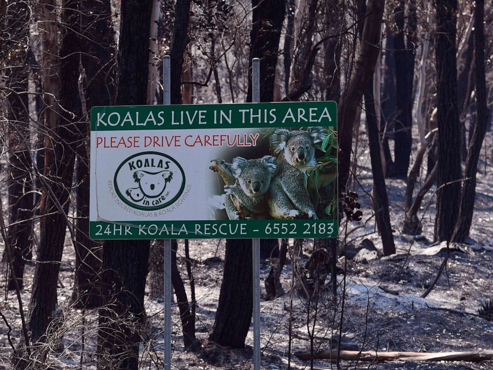 PHOTO: A sign, indicating koalas live in the area, stands in a burnt out forest near the town of Taree, Sydney, on Nov.14, 2019.