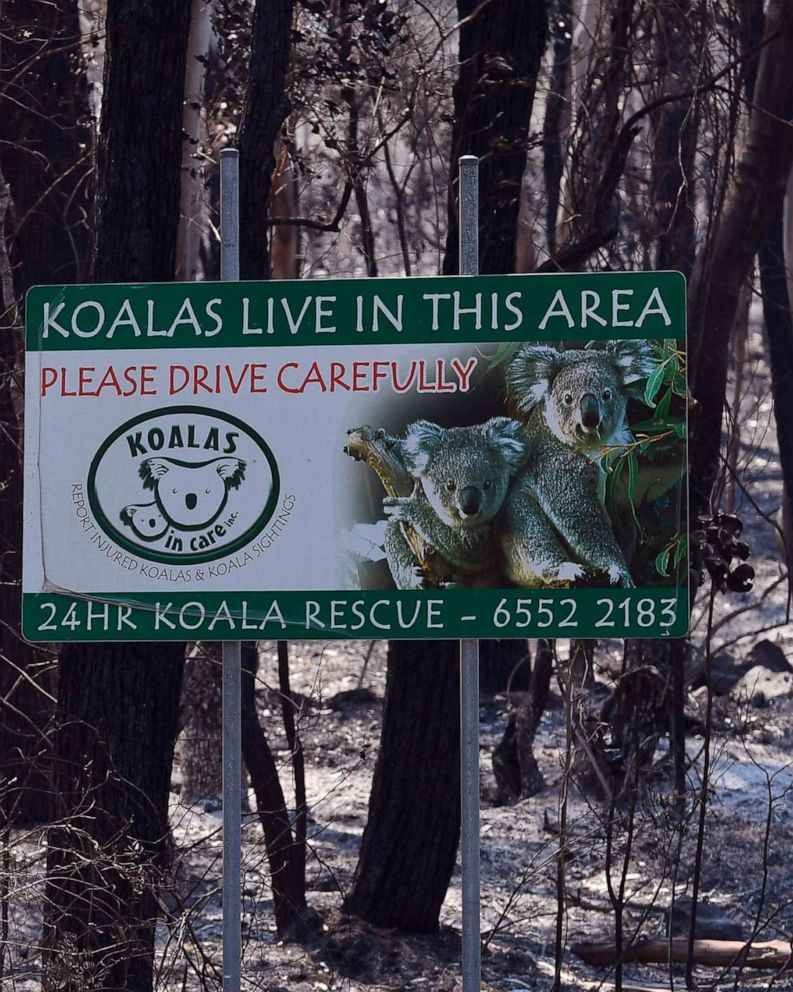 Koala Rescued In Dramatic Viral Video Dies Of Injuries Abc News