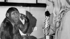 PHOTO: Koko the gorilla uses sign language to tells graduate student Penny Patterson she wants to listen to the phone, Feb.27, 1975.