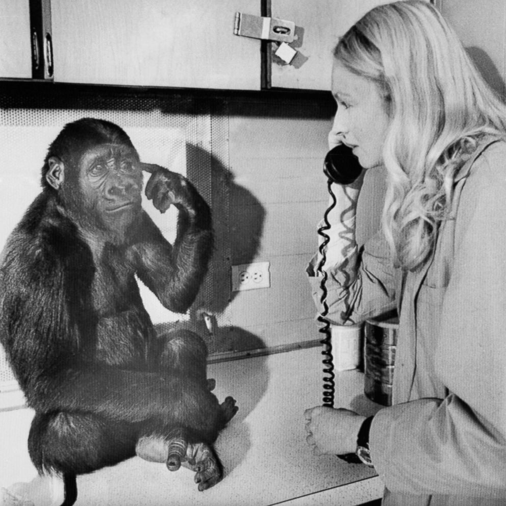 PHOTO: Koko the gorilla uses sign language to tells graduate student Penny Patterson she wants to listen to the phone, Feb.27, 1975.