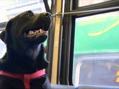 VIDEO: Eclipse is an extraordinary black Labrador who learned how to ride a Seattle bus on her own to get to the dog park.