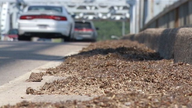 Mayfly Swarm Causes