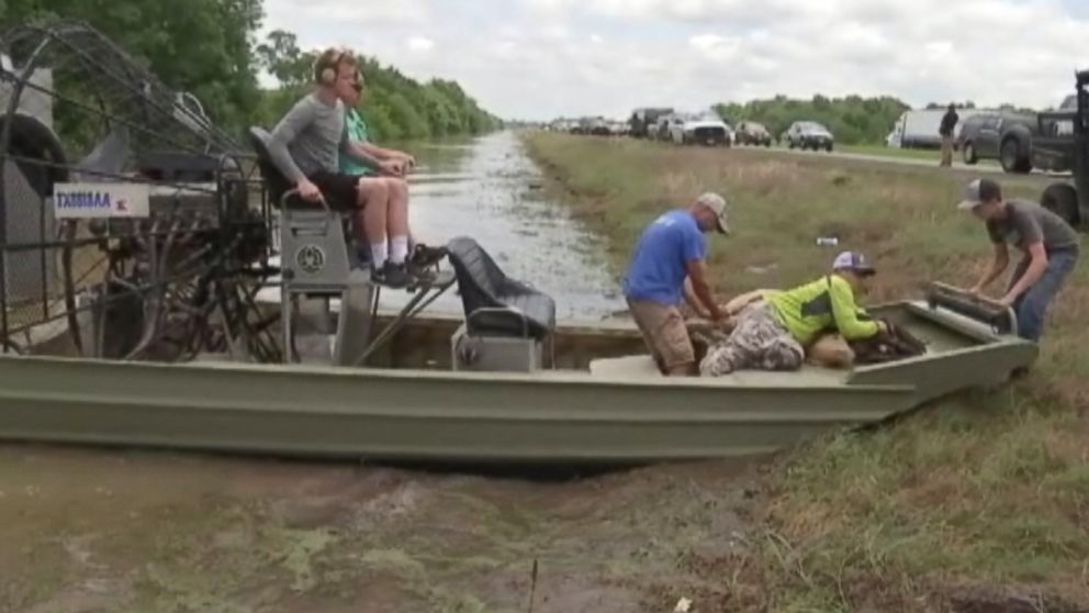 PHOTO: Over 200 cattle were rescued from the overflowing Trinity River in Liberty County, Texas on May 31, 2015.