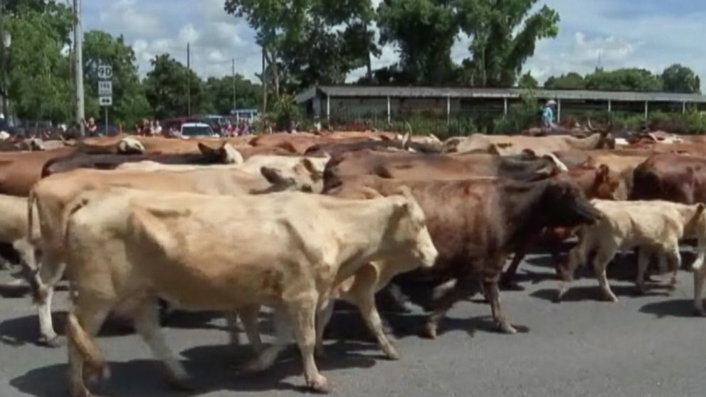 PHOTO: Over 200 cattle were rescued from the overflowing Trinity River in Liberty County, Texas on May 31, 2015.