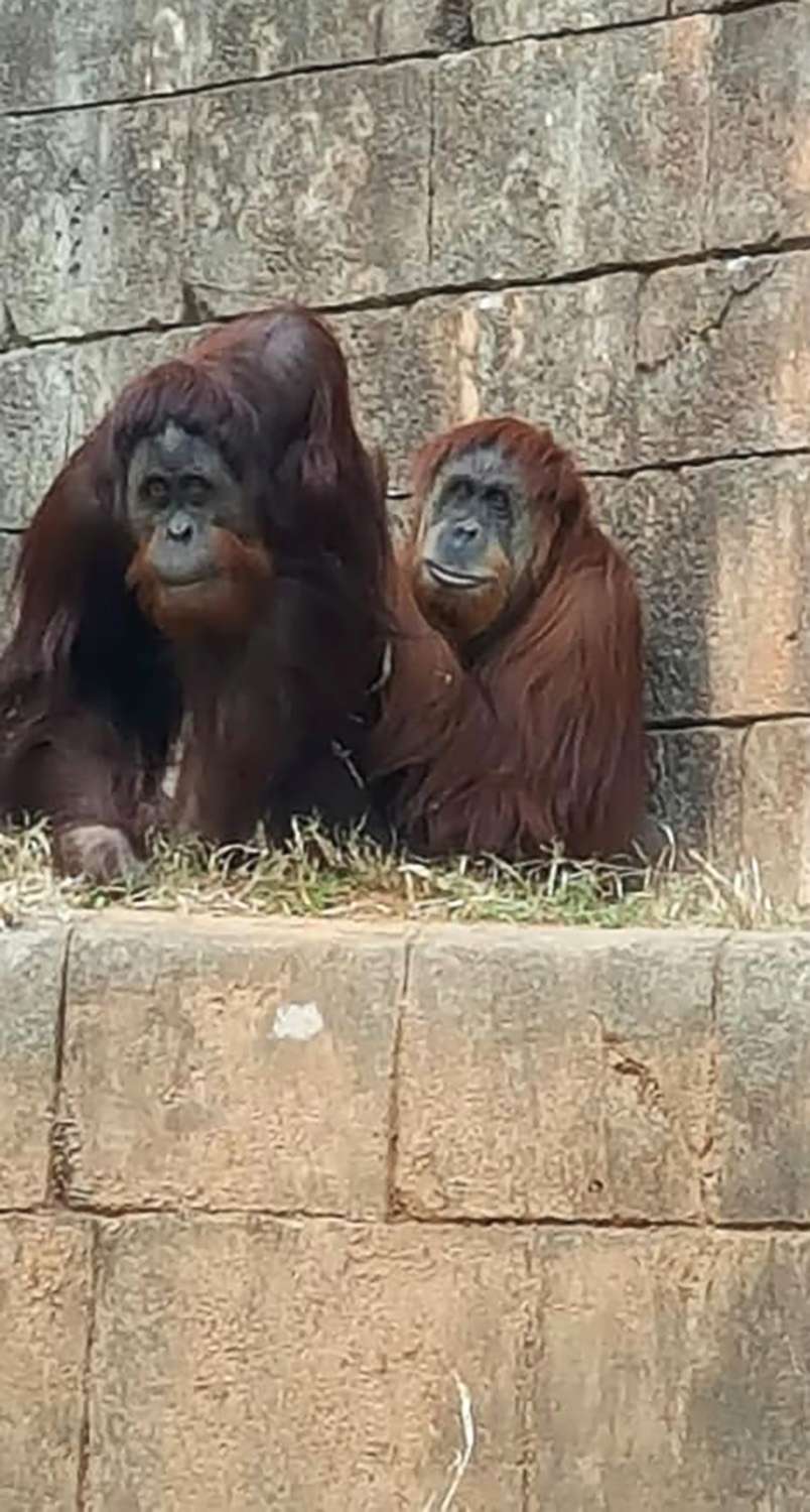 PHOTO: Kumar, the orangutan, with Lana, at the Greenville Zoo in Greenville, S.C., Nov. 23, 2018. Kumar briefly escaped his enclosure on Jan. 22, 2018 but returned quickly.