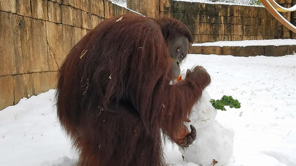 Kumar, the orangutan, plays with a snowman at the Greenville Zoo in Greenville, S.C., Jan. 17, 2018. Kumar briefly escaped his enclosure on Jan. 22, 2018 but returned quickly. 
