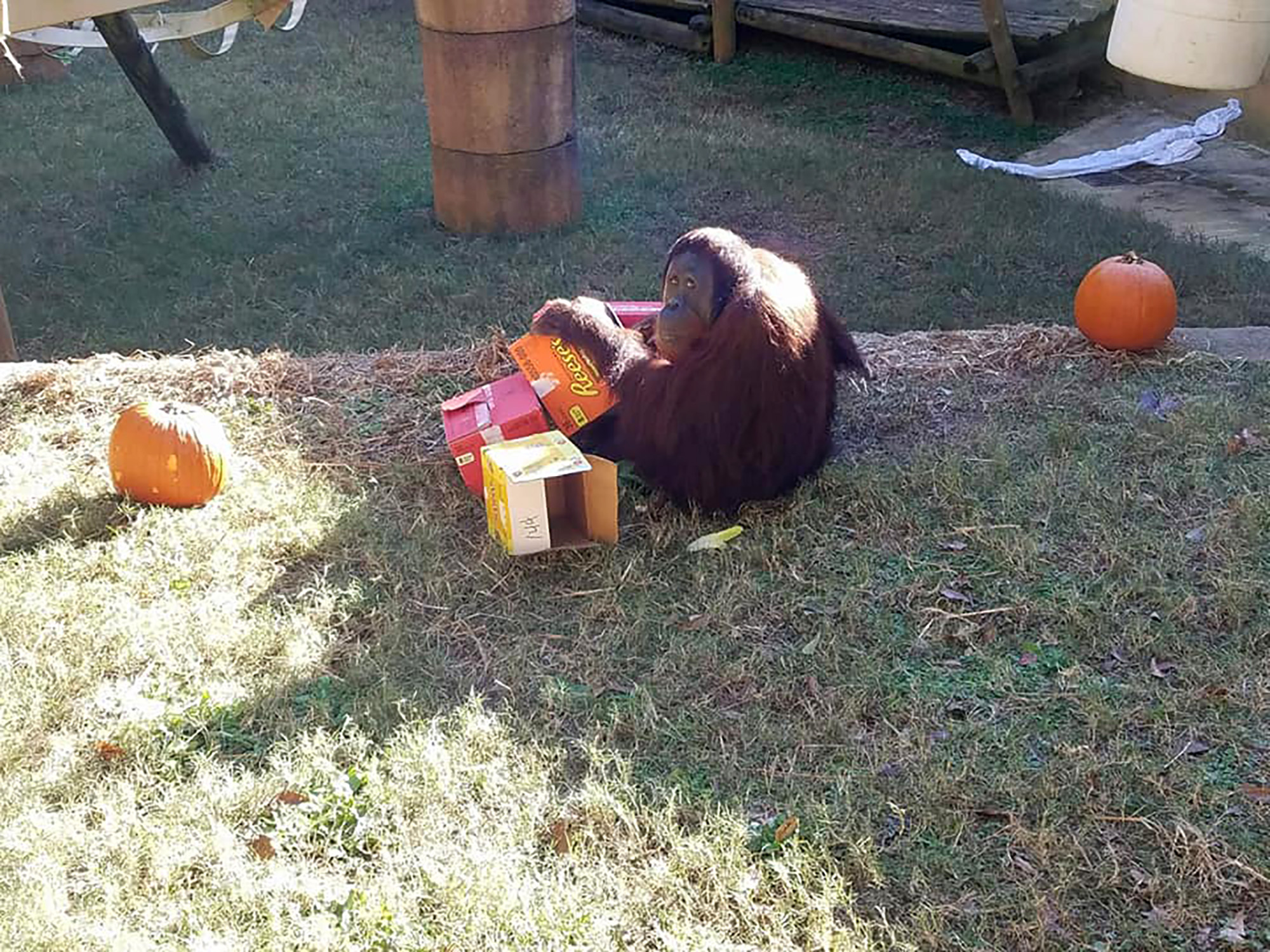PHOTO: Kumar, the orangutan, plays with boxes at the Greenville Zoo in Greenville, S.C., Oct. 31, 2018. Kumar briefly escaped his enclosure on Jan. 22, 2018 but returned quickly.