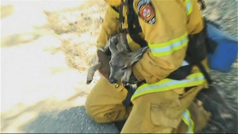 California Firefighters Rescue Baby Fawn From Grass Fire - ABC News