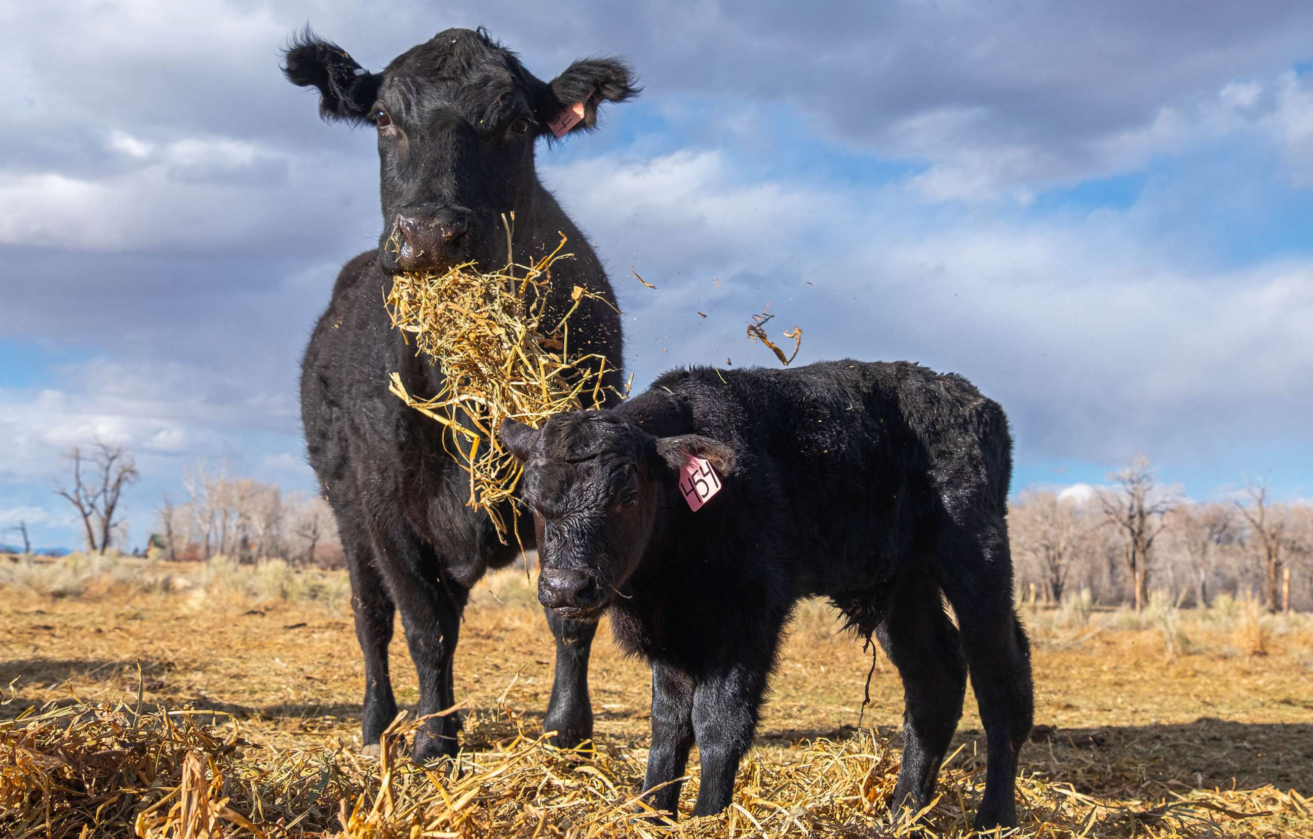 PHOTO: Kyler Brown, a farmer-rancher in Colorado's San Luis Valley, says he has about 100 calves each year that he sells in the fall.