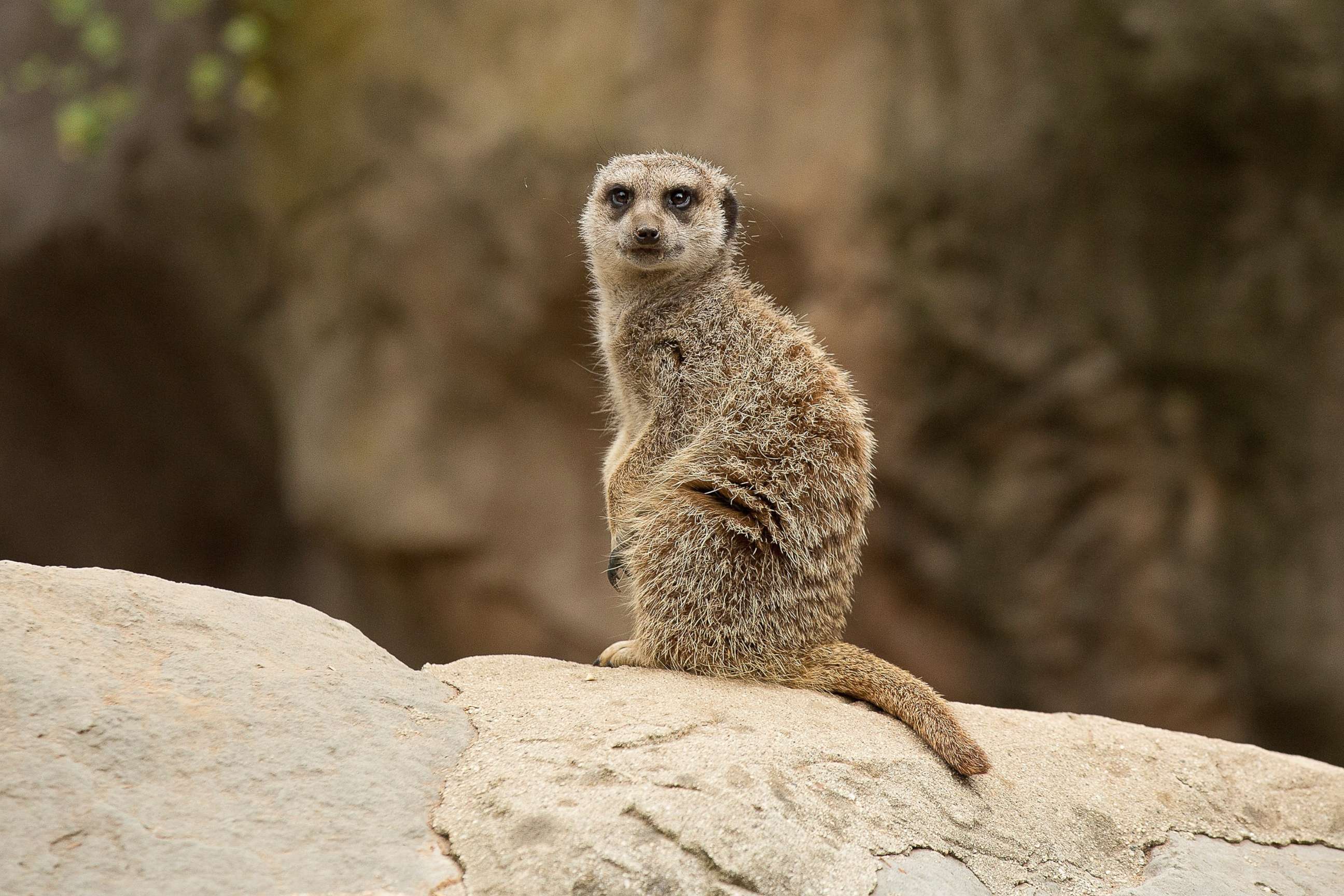 PHOTO: A Meerkat looks on at the Los Angeles Zoo on June 11, 2016.