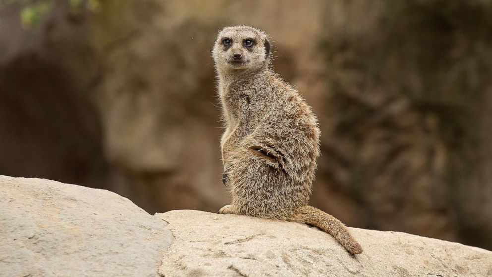 PHOTO: A Meerkat looks on at the Los Angeles Zoo on June 11, 2016.