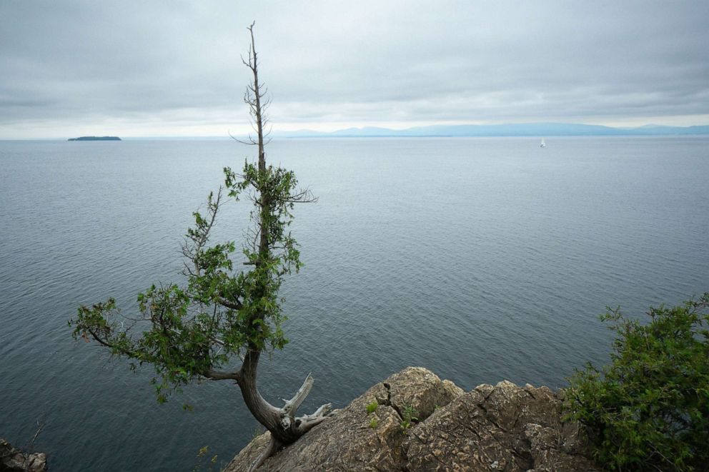 PHOTO: A tree is shown growing from a rock at Lake Champlain, Vt.