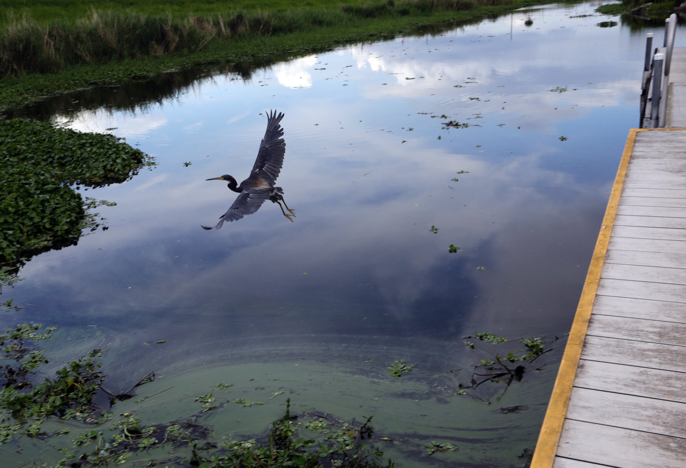 PHOTO: A bird flies past a boat ramp where algae collects at the shore of a canal along Lake Okeechobee, Thursday, July 12, 2018, in Clewiston, Fla.