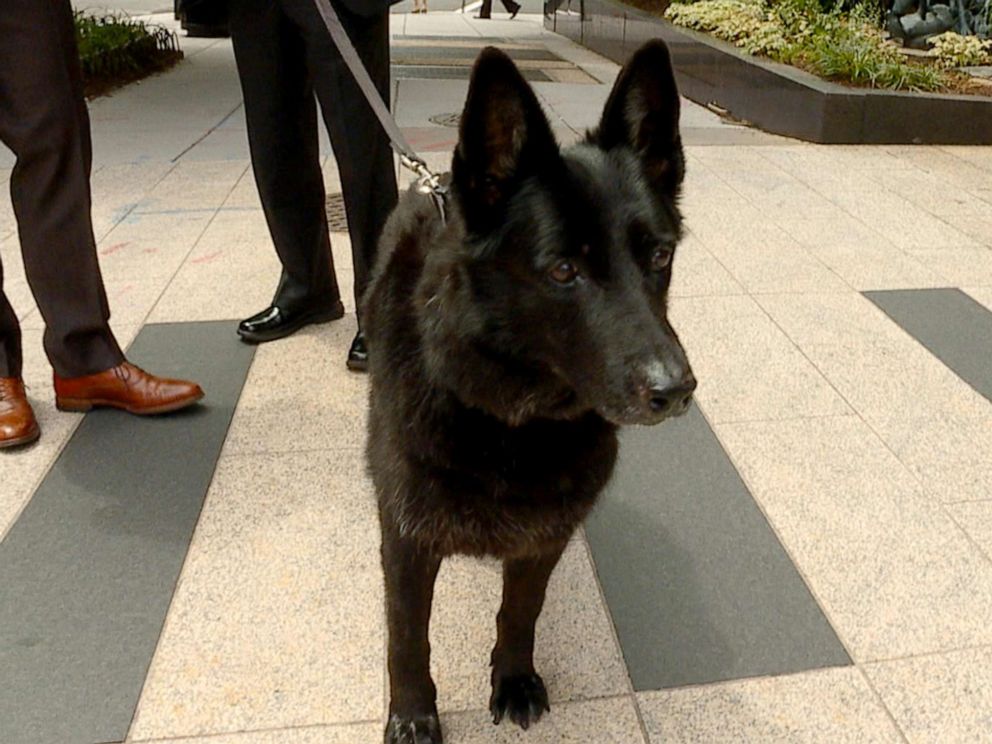 PHOTO: Yankee, the landmine sniffing dog, in Washington, DC, June 13, 2019.