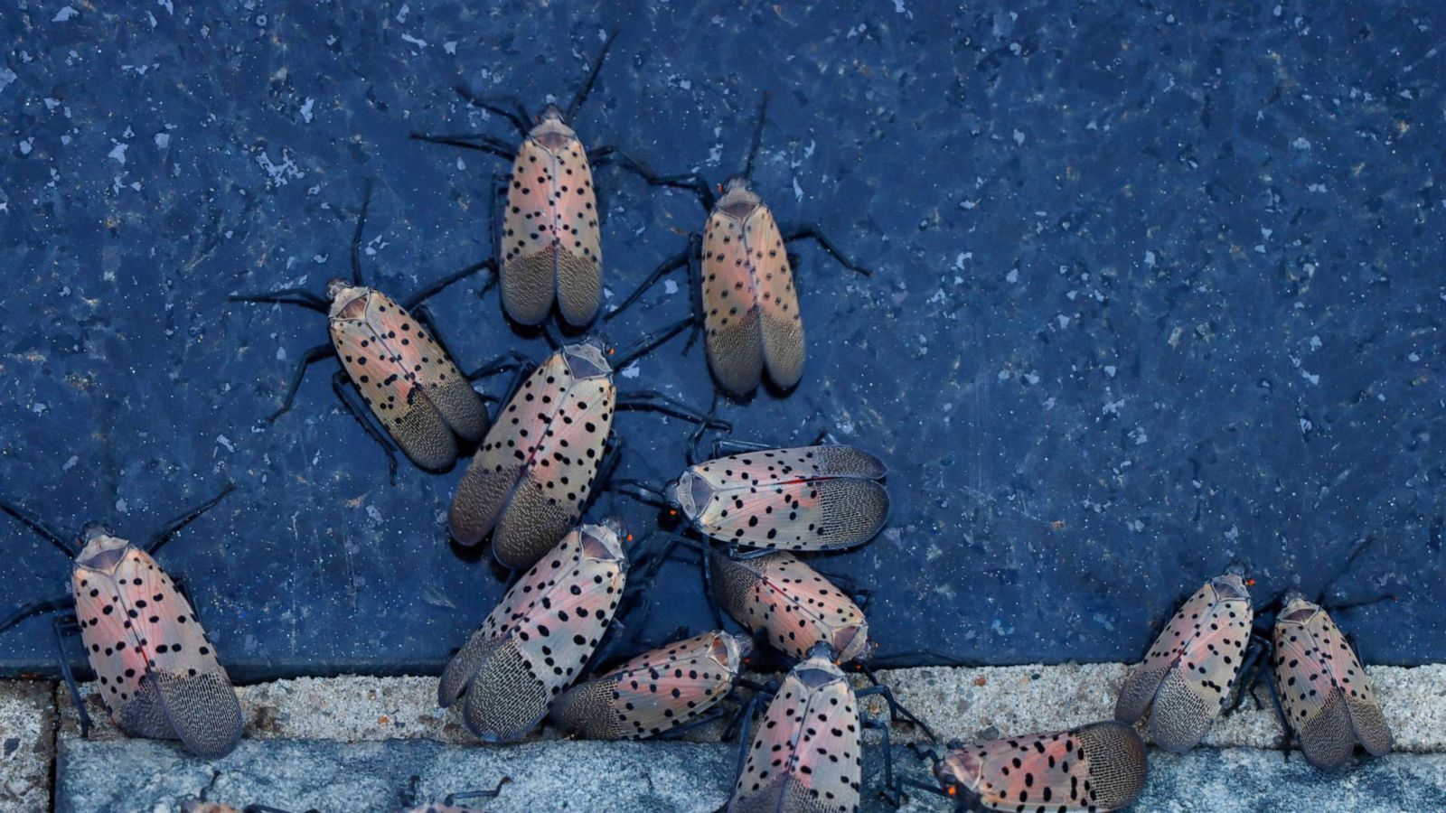 What to know about the spotted lanternfly, the insect experts say to squish  - ABC News