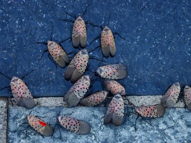 What to know about the spotted lanternfly, the insect experts say to squish