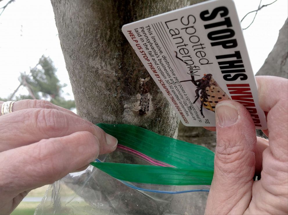 PHOTO: Dee Dee Kerscher of Temple University, a master gardener, scrapes spotted lanternfly egg masses from a tree at the Berks County Agriculture Center in Bern Township, Pa., April 5, 2019.