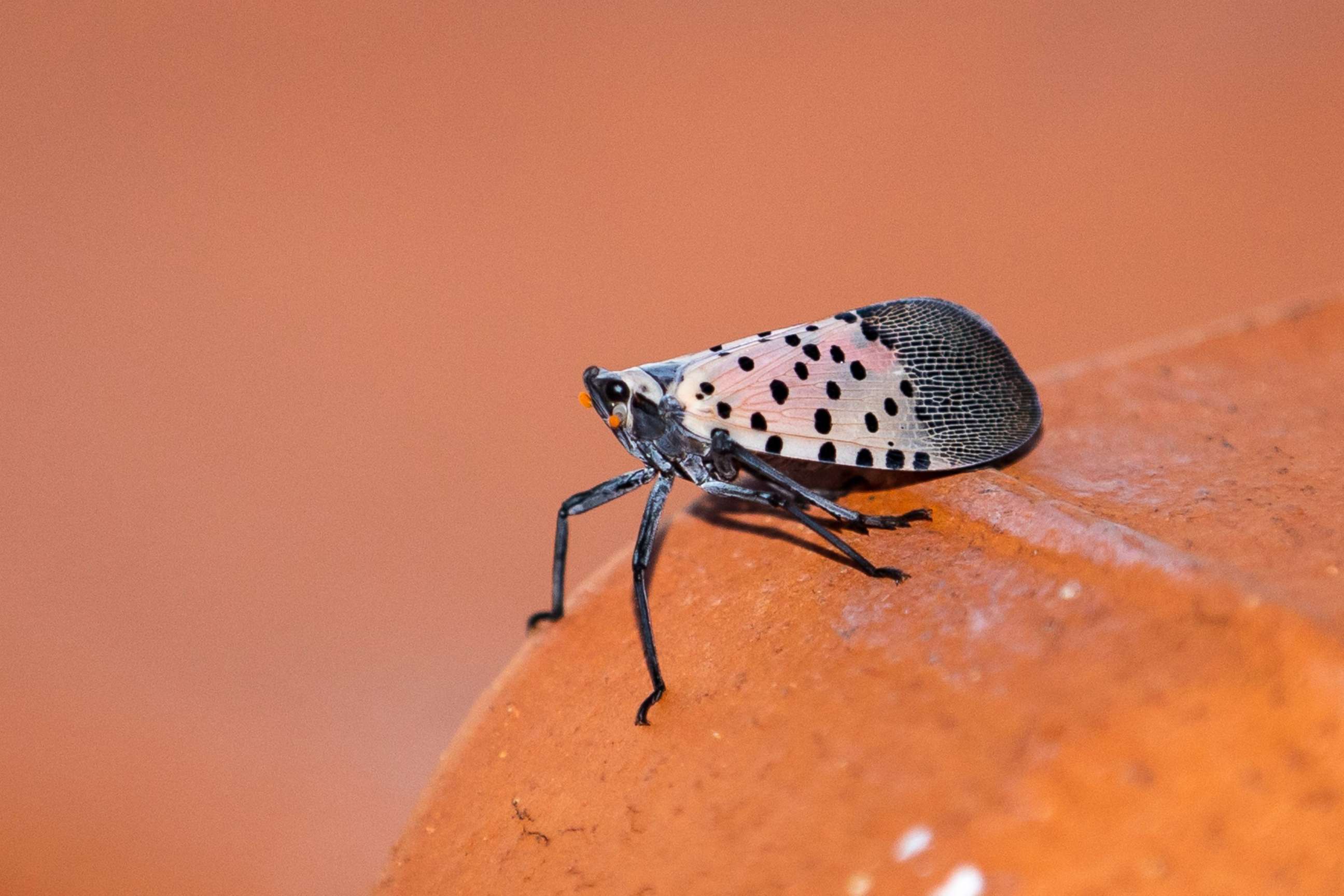 PHOTO: A lanternfly is seen on the roof of an apartment in New York City, Aug. 8, 2022. 